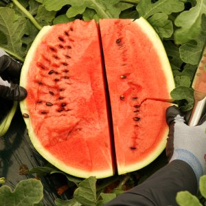 제주 수박 맛있는 꿀 수박 4kg 5kg