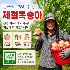 당일수확 복숭아 백도 황도 말랑이 딱딱이