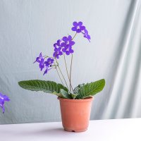 [두메풀밭] 스트렙토카르푸스 원종 1 / ufeff동일품발송 Streptocarpus 뉴질랜드 앵초