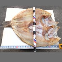 우럭 구이 우럭매운탕 우럭탕 반건조 우럭포 1kg 35cm3마리