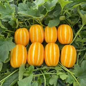 [성주참외] 어썸참외 3kg/5kg 직접수확 농가직송 익일발송 프리미엄