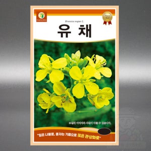 유채꽃 씨앗 1kg 야생화 십자화과 이년생 유채 꽃 씨앗 씨 종자
