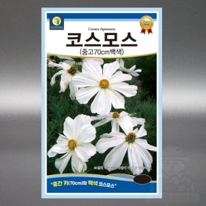 다농 코스모스 중간키 백색 100립 국화과 야생화 일년생 고급 꽃 씨앗 씨 종자
