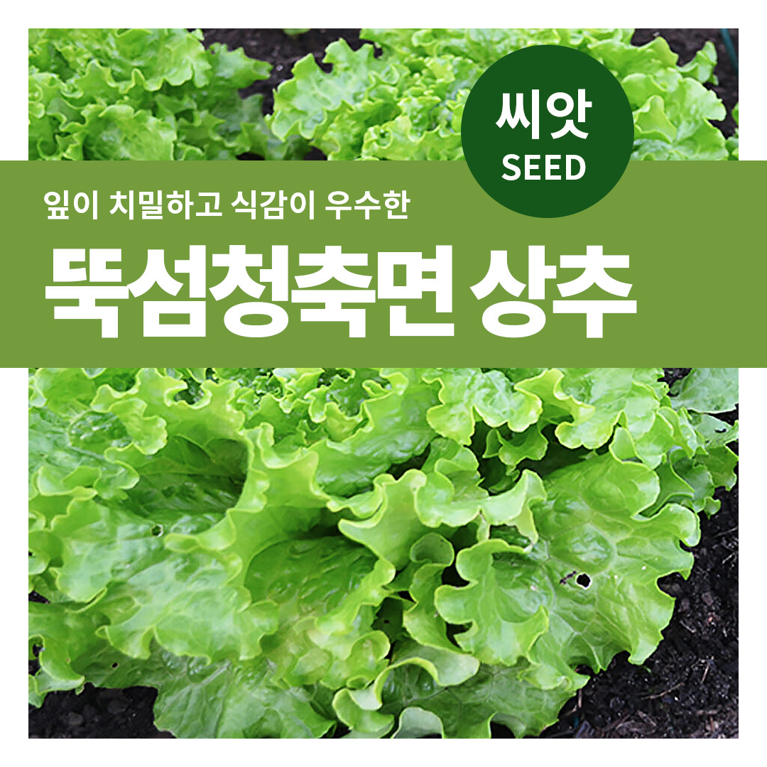 뚝섬 청축면 상추 씨앗 종자 3g 상추씨 청상추 키우기 마이플랜트