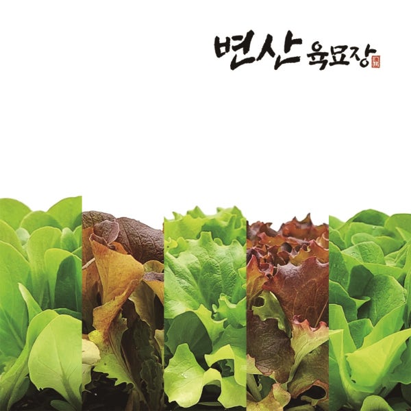 아삭이 상추 모종 16개 1세트 4품종 4개씩