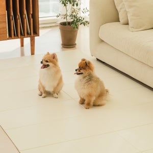 [리퍼브 40%] 구루구루 슬림핏 펫 매트 폴딩형 강아지 고양이 슬개골 관절 보호