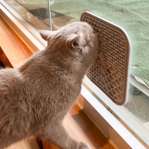 [습식 화식 스푼 무료 증정] 로이코 리키리키 리킹매트 릭매트 강아지 고양이 실리콘 슬로우 노즈워크 식기 혀클리너