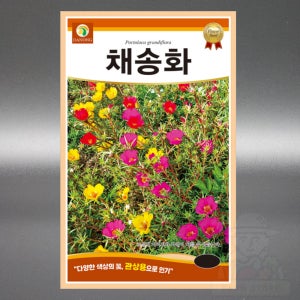 다농 채송화 씨앗 1g 야생화 쇠비름과 일년생 꽃 씨앗 씨 종자