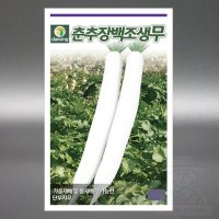 춘추장백조생무씨앗 30g 약2000립 미끈한 단무지무씨앗