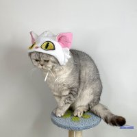 다이진 고양이옷 모자 코스프레 스즈메의문단속 스냅샷