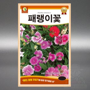 패랭이꽃 씨앗 400립 야생화 석죽과 다년생 꽃 씨앗 씨 종자