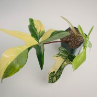 필로덴드론 플로리다뷰티바리에가타 뷰티바리 philodendron florida beauty variegata 나오식 naosik