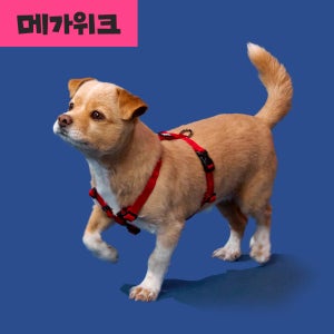 [강형욱X퍼피즈] 퍼피즈 어드벤처 가슴줄 (후크형), 강아지 하네스 목줄 산책줄