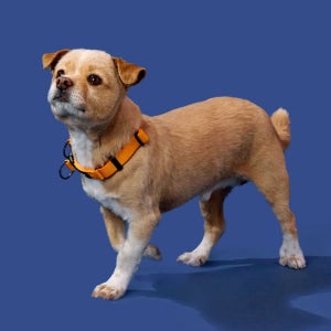 [강형욱X퍼피즈] 퍼피즈 어드벤처 목줄, 강아지 하네스 목줄 산책줄