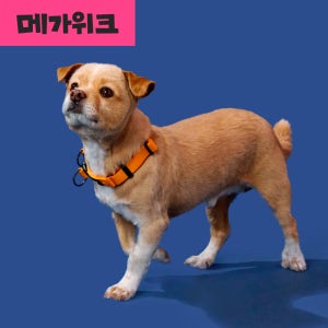 [강형욱X퍼피즈] 퍼피즈 어드벤처 목줄, 강아지 하네스 목줄 산책줄