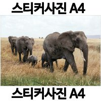 A402-6/스티커사진 A4 코끼리사진 방수라벨지 실사코팅 핸드폰사진인화 프린트할수있는곳 사진인쇄 사진출력 인쇄출력