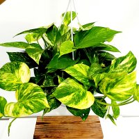 에덴플랜트 마블스킨 대품 스킨답서스 무늬 행잉플랜트 공기정화 실내식물 음지 반려식물