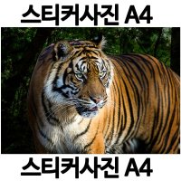 A471-6/스티커사진 A4 호랑이사진 황호사진 방수라벨지 실사코팅 핸드폰사진인화 프린트할수있는곳 사진인쇄 사진출력 인쇄출력