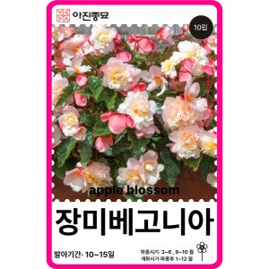 장미베고니아 씨앗 구근 베고니아 애플블로섬 / 10립 꽃씨 몰 F1교배종 고급 종자