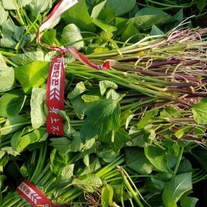 해남 고구마모종 꿀 밤 (신품종) 종순10kg