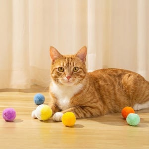 다묘집사 고양이 치고노는 공 장난감