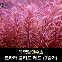 로탈라 블러드 레드 (7줄기)