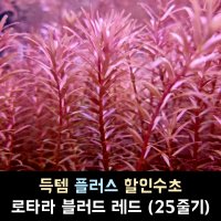 로탈라 블러드 레드 (25줄기)