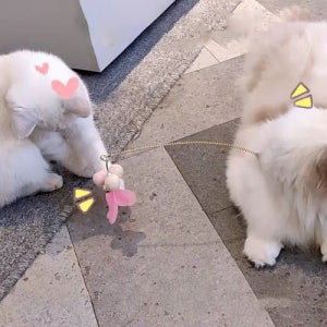다묘집사 고양이 혼자노는 어디서든 설치 낚시대