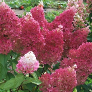 유럽 목수국 쁘띠 시리즈 6치 포트묘 신품종 꽃나무 작은 수국 묘목