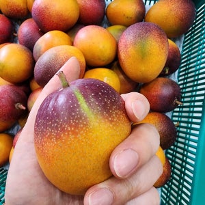 제주애플망고 미니 왕미니 애플망고 1kg, 2kg