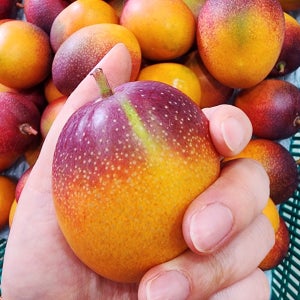 제주애플망고 미니 왕미니 애플망고 1kg, 2kg