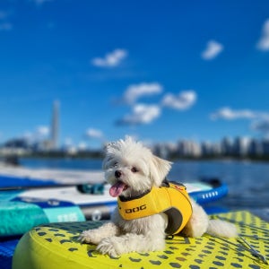 [한강] [뚝섬] 반려견과 함께 즐기는 도그썹 (수영장 텐트촌 부근)