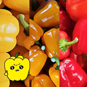 프레치 국내산 못난이 파프리카 혼합 2종 3종