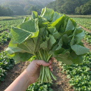 강원도 곰취 곰취나물 햇 청정 횡성 고랭지 산지직송