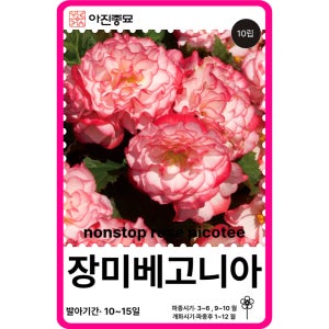 장미베고니아 씨앗 구근 베고니아 로즈피코티 / 10립 꽃씨 몰 F1교배종 고급 종자