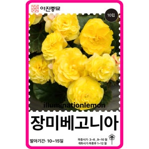 장미베고니아 씨앗 구근 베고니아 일루미네이션 레몬 / 10립 꽃씨몰 F1교배종 고급 종자