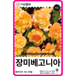 장미베고니아 씨앗 구근 베고니아 아프리콧 / 10립 꽃씨 몰 F1교배종 고급 종자