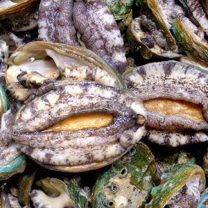 [청해거상] 산지직송 완도 활전복 대 13-15미 1kg 고급형 전복선물세트