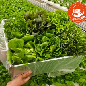 [무농약]유러피안 샐러드 채소 쌈 1kg 버터헤드 로메인 바타비아 크리스탈