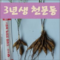 국산 천문동 모종 3년생 10포기 100포기