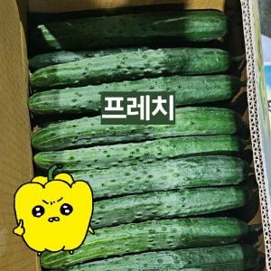 프레치 국내산 아삭 싱싱한 취청오이