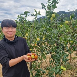 사과대추묘목 최저가 가성비상품