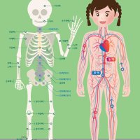 2023NEW 뼈와심장이 하는일 유아 포스터 어린이 학습 벽보 인체 우리몸