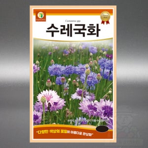 수레국화 씨앗 1kg 야생화 국화과 이년생 꽃 씨 종자