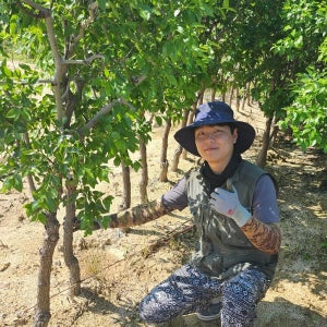 대추나무 묘목 5년생 결실주 대추나무(대왕)