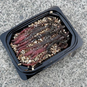 정우크릴 염장혼무시 홍갯지렁이60g 민어 농어 감성돔 바다 원투낚시 갯바위 방파제 낚시