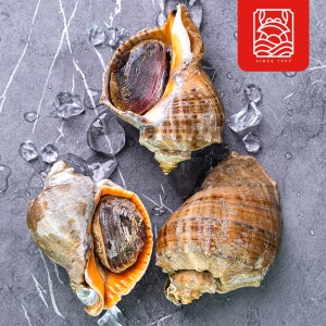 소라 자연산 대자 3-5미 1kg 경매낙찰발송 경인서부수협 10번