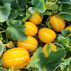 안동 꿀 참외 고당도 제철과일 특등급 10kg 산지직송 당일발송