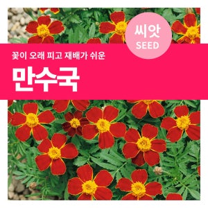 만수국 야생화 씨앗 80립 메리골드 종자 꽃씨 키우기 마이플랜트