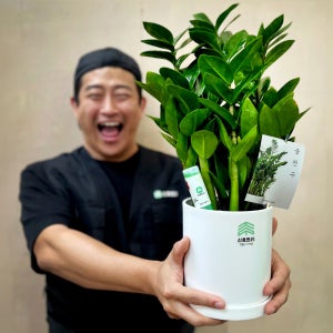 관엽식물 금전수 화환 승진 취임 동양난 서양란 만천홍 영전 축하 선물 개업화분 공기정화